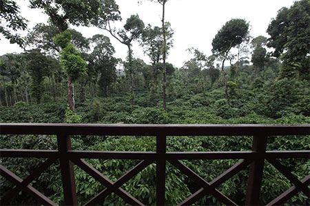 coffee plantations homestay in coorg